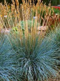 Image result for Festuca