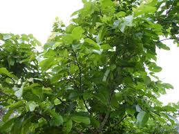 Image result for Bridelia ferruginea