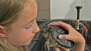 Baby alligator snapping turtle for sale. 30 Alligator Loggerhead Snapping Turtle Questions Answered The Loggerhead Snapper Untamedanimals Com