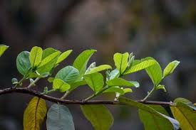 Bagi yang memperhatikan kecantikan, maka mungkin anda sudah tidak asing dengan penggunaan scrub dari daun jambu biji ini. 5 Manfaat Daun Jambu Biji Bisa Hilangkan Jerawat