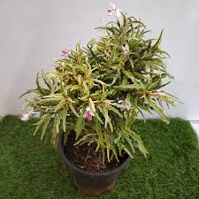 Image result for Plerandra