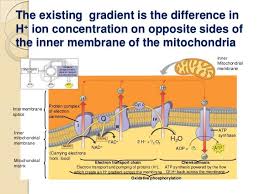 Image Result For Figures Showing Where Glycolysis Krebs