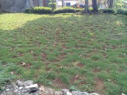 Bibit rumput jepang yang dijual di toko pertanian atau bunga biasanya ada dalam wujud lembaran atau bongkahan. Harga Rumput Jepang Perm2