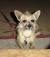 Rat Terrier Wire Haired Chihuahua