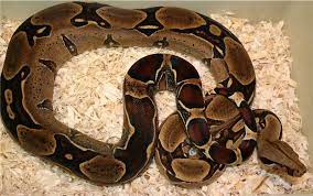 Pin By Debbie Salimena On Boas And Western Hognose Boa Constrictor Red Tail Boa Ball Python Colors