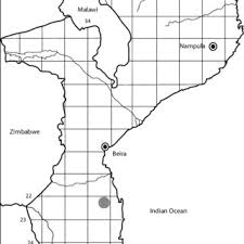 Image result for Bauhinia burrowsii