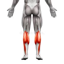 Build thick and powerful calf muscles with these top 5 exercises: Calf Muscle Anatomy Stock Illustrations 185 Calf Muscle Anatomy Stock Illustrations Vectors Clipart Dreamstime