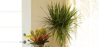 The slow growing dragon tree root system varies in growth owing to several other factors, besides the basics, like sunlight, soil quality, moisture content. Madagascar Dragon Tree Costa Farms