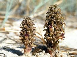Image result for Orobanche