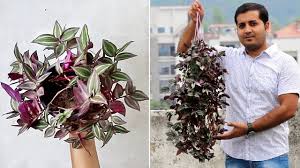 More images for wandering dude care » Best Eye Catching Plant For Hanging Basket Wandering Jew Youtube