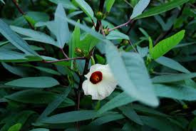 Hal itu tidak lepas semakin banyaknya teh herbal yang memanfaatkan bunga rosella sebagai bahan dasarnya. Melirik Rosella Tanaman Herbal Banyak Manfaat Mongabay Co Id