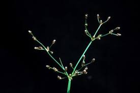 Image result for Fimbristylis quinquangularis