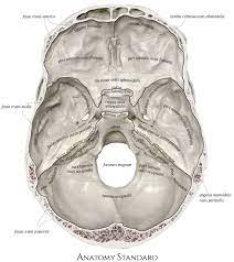 It supports and protects the face and the brain. Internal Surface Of The Cranial Base Skull Anatomy Human Skeleton Anatomy Medical Anatomy