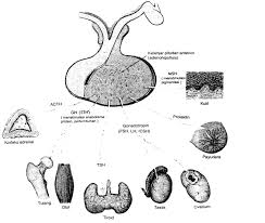 Kelenjar endokrin (endocrineglarul) terdiri dari. Sistem Endokrin Pada Manusia Pengertian Organ Fungsi Artikel Materi