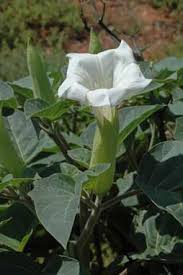 Image result for Datura inoxia