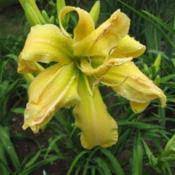 6 velvet purple a gem! Daylily Hemerocallis Solar Blast In The Daylilies Database Garden Org