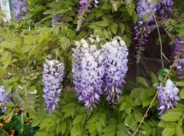 Wisteria, a light medium violet color is equivalent to light lavender. Wisteria In The Garden Usu
