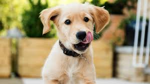 Det finnes mange måter å være søt på. Verdens Soteste Valper 8 Blir Smartere Sesong 1 Nrk Tv