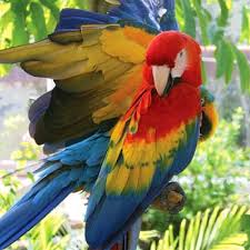 Maybe you would like to learn more about one of these? Jungle Island Miami Es Top Attraktionen Island Queen Cruises Tours