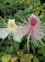 Image result for Capparis citrifolia