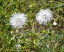 Image result for Senecio vulgaris