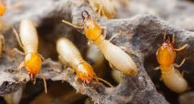 Pest control can be the removal, reduction or complete elimination of insects, rodents, or wildlife that have become pests of our environments. Termite And Pest Control Professionals Gold Coast Brisbane Gladstone