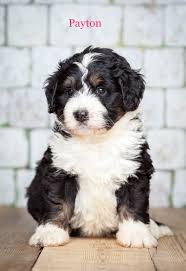 Looking for a mini bernedoodle puppy for sale? Pin On Dogs And Pets