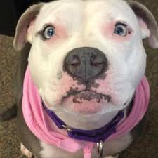 Teppichpuder, Raumerfrischer & Deodorant Duftende Vakuum-Lufterfrischer  Teppich-Geruchsvernichter