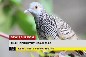 We did not find results for: Tuah Rahasia Perkutut Udan Mas Dewi Asih