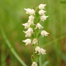 Image result for Xylotheca tettensis