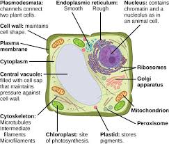 Membrane enclosed organelle which contains the cells genetic material and nucleolus. 4 3 Eukaryotic Cells Texas Gateway