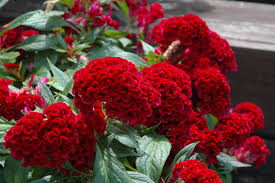 Image result for Celosia