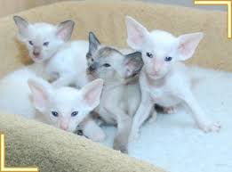 Siamese Kittens For Sale At Burnthwaites Siamese Siamese Kittens Kittens Kitten Photos