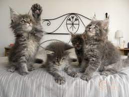 Pin On Precious Cat Family Pictures