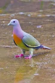 Grey Bird With Orange Wings Save Our Green Birds Animals Beautiful Animals Pink Necked Green Pigeon