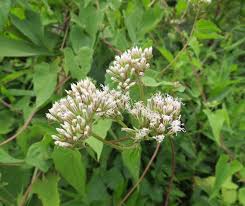 Image result for Mikania sp.