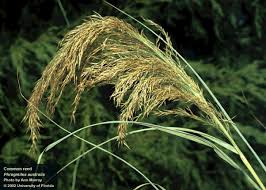 Image result for Panicum phragmitoides