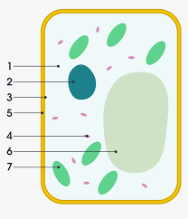 Check spelling or type a new query. Plant Cell Vs Animal Cell Simple Png Download Simple Plant Cell Unlabeled Transparent Png Transparent Png Image Pngitem