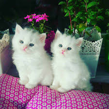 Cute white kitten licking and grooming! 9 Beautiful White Cats And Kittens