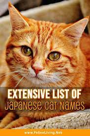 Felineliving Net Cat Care Pets Cats Orange Tabby Cats