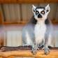 Lemurs and Wine: Meet the Lemurs and Enjoy Wine!