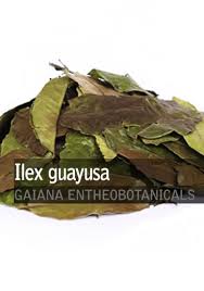 Earlier people felt that bay leaves protect them against evil forces. Ilex Guayusa Gaiana