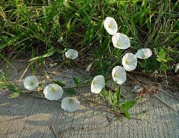 Image result for Convolvulus arvensis