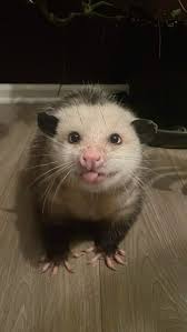 Pet opossum passed away