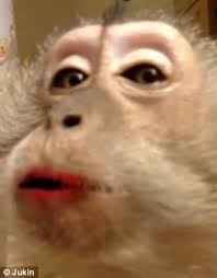 See more of monkey with the lipstick on facebook. Video Shows Woman Applying Make Up To Macaque Monkey Daily Mail Online