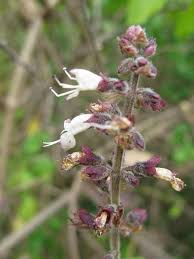 Image result for Ocimum lamiifolium