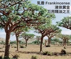 乳香frankincense 液体黄金万用精油之王乳香精油价值极其昂贵 被称做 液体黄金 3 5秒内瞬间穿透进细胞壁 包括已经受损 硬化的细胞 从而活化细胞 杀死病毒等 dōterra的乳香精油是用产自阿曼的乳香树脂 以蒸馏方式精心萃取而成的 这种香料自古以来就因