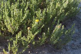 Image result for Dacryotrichia