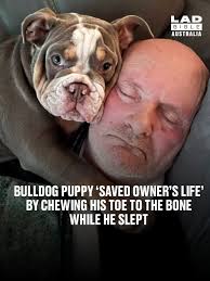 They truly are man's best friend 🙌