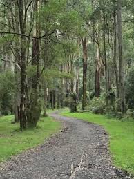 Mountain Ash Forest Dandenong Ranges National Park Dandenong Ranges Victoria Australia Pacific Photographic Print Jochen Schlenker Art Com Scenic Art National Parks Beach Landscape